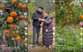 一个沂蒙汉子的“山村经济学”：大鹅养足240天，单月电商GMV破千万