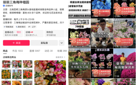 把三角梅卖到西藏：快手电商里的小商家，和他们的慢生意